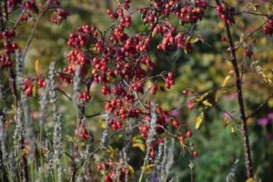 ROSA GLAUCA (Historic) (Species)